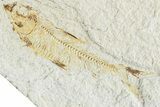 Two Detailed Fossil Fish (Knightia) - Wyoming #224557-2